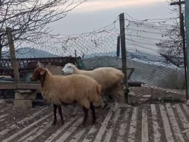 Super 2baş şişeydi bogazdi 2side təcili satilir. 070 744 57 64 lalafo.az -da — 1 Super 2baş şişeydi bogazdi 2side təcili satilir. 070 744 57 64 — 1