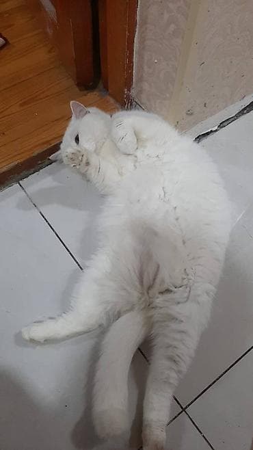 Ağ rəngli, tüklü ev pişiyi - Rəng: tam ağ, qalın və yumşaq tüklü kürk lalafo.az -da Ağ rəngli, tüklü ev pişiyi - Rəng: tam ağ, qalın və yumşaq tüklü kürk