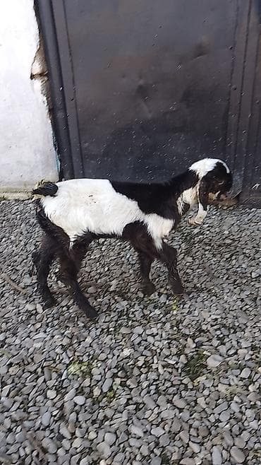 Temiz qan heleb kecisinin balasi satilir.25gunluk.200manat lalafo.az -da Temiz qan heleb kecisinin balasi satilir.25gunluk.200manat