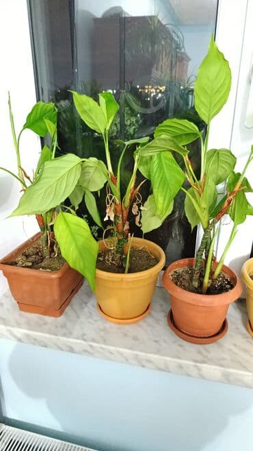 KALA Gulleri. Ag Gul acir. Qis Yay. Kol gul olacaq. 3 Eded. Qiymet 15 lalafo.az -da KALA Gulleri. Ag Gul acir. Qis Yay. Kol gul olacaq. 3 Eded. Qiymet 15