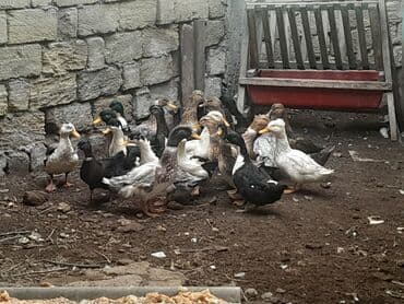 Ördekler satilir 20 eded yaxindi hamisin götüren olsa 12 azn az az lalafo.az -da Ördekler satilir 20 eded yaxindi hamisin götüren olsa 12 azn az az