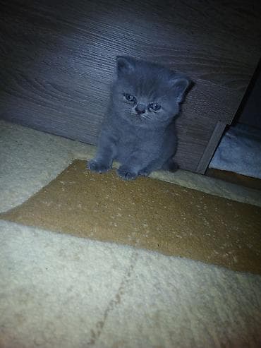 Dişi lalafo.az -da Dişi