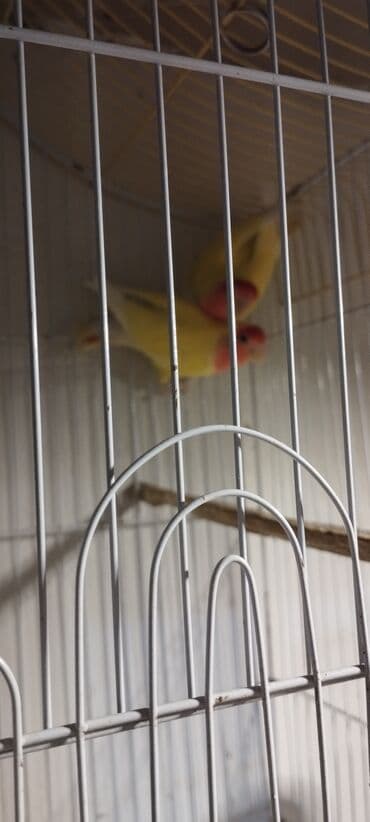 Sevda tutuquşuları cütü (Lovebird).Ünvan Razin.Qəfəssiz lalafo.az -da Sevda tutuquşuları cütü (Lovebird).Ünvan Razin.Qəfəssiz