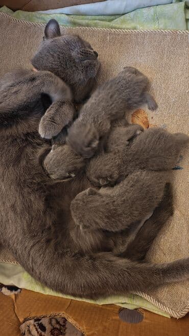 Şotland lalafo.az -da Şotland