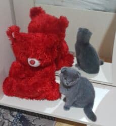 Erkekdi temiz ev piwiyi tecili satilir 150mann lalafo.az -da Erkekdi temiz ev piwiyi tecili satilir 150mann