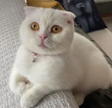 Şotland yastı qulaq lalafo.az -da Şotland yastı qulaq