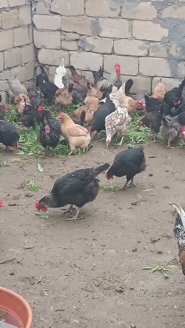 Salam kent tuyxi 14 manati ve afstrlok ve xarkof 17 manati hamsi lalafo.az -da Salam kent tuyxi 14 manati ve afstrlok ve xarkof 17 manati hamsi