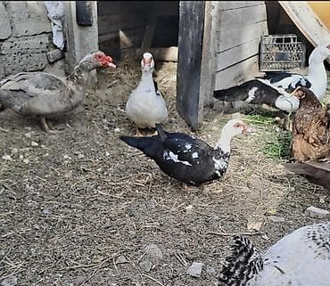 Barter var. şəkildə gördüyünüz boz macar sortu erkəklə yerli ağ qara lalafo.az -da Barter var. şəkildə gördüyünüz boz macar sortu erkəklə yerli ağ qara