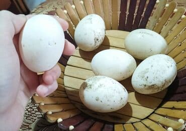 Blue Rouen Ördeklerinin yurtası lalafo.az -da Blue Rouen Ördeklerinin yurtası