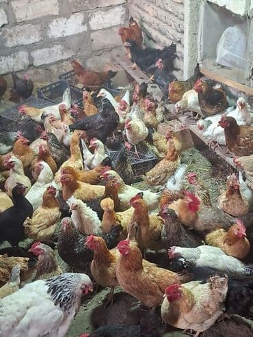 Məhsul: Kend toyuqları satılır Təsvir: - Şəkildə müxtəlif rəng və lalafo.az -da Məhsul: Kend toyuqları satılır Təsvir: - Şəkildə müxtəlif rəng və