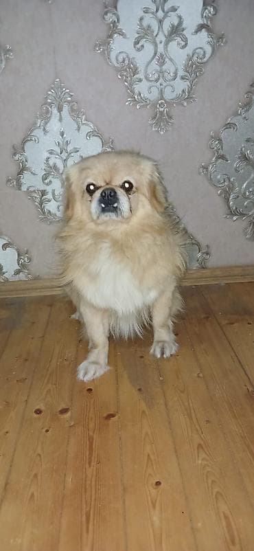 Pekines, 1 il, Erkek, Peyvəndli, Ünvandan götürmə lalafo.az -da Pekines, 1 il, Erkek, Peyvəndli, Ünvandan götürmə