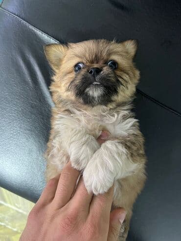 Pekines, 2 ay, Dişi, Ünvandan götürmə lalafo.az -da Pekines, 2 ay, Dişi, Ünvandan götürmə