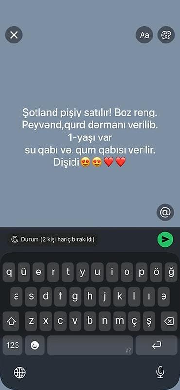 Şotland, Dişi lalafo.az -da Şotland, Dişi