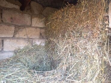 Ot satilir.quru yerde saxlanilib.əkərə otu.3.70 real aliciya endirim lalafo.az -da Ot satilir.quru yerde saxlanilib.əkərə otu.3.70 real aliciya endirim