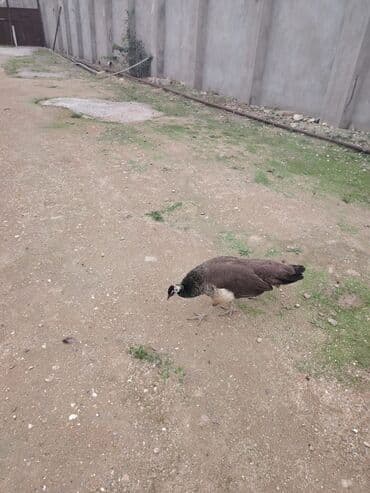 Məhsul: Tavus quşu (dişi) Təsvir: - Növ: Pavo cristatus (hind tavus lalafo.az -da Məhsul: Tavus quşu (dişi) Təsvir: - Növ: Pavo cristatus (hind tavus