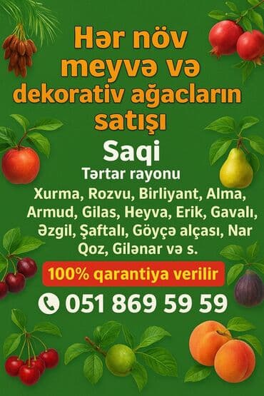 Meyvə və dekorativ ağac tingləri Təsvir: - Tərtər rayonu ərazisində lalafo.az -da Meyvə və dekorativ ağac tingləri Təsvir: - Tərtər rayonu ərazisində