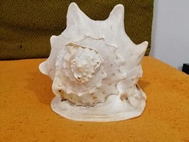 Böyük dəniz ilbizinin qabığı (dekorativ) - Material: təbii dəniz lalafo.az -da Böyük dəniz ilbizinin qabığı (dekorativ) - Material: təbii dəniz