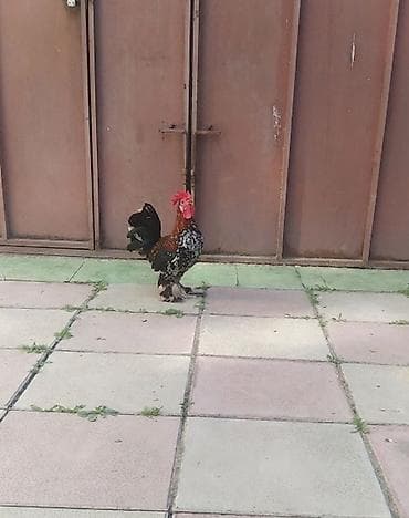 Yaponka xoruz satılır. Barterdə olar lalafo.az -da Yaponka xoruz satılır. Barterdə olar