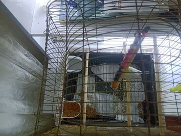 Quş qəfəsi və aksesuarları paketi - Metal konstruksiyalı, üstü lalafo.az -da Quş qəfəsi və aksesuarları paketi - Metal konstruksiyalı, üstü