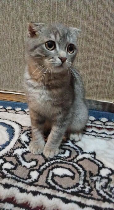 ŞOTLAN PİŞİK BALASI SATILIR TUALET TƏRBİYƏSİ VAR TUALETİ İLƏ BİRLİKDƏ lalafo.az -da ŞOTLAN PİŞİK BALASI SATILIR TUALET TƏRBİYƏSİ VAR TUALETİ İLƏ BİRLİKDƏ