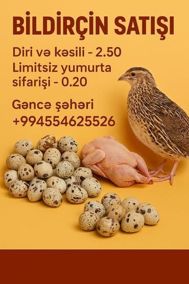 *🐥 Satışda: Texas Cinsli Bildirçinlər 🐥* ✅ *Təzə çıxmış cücələr və 25 lalafo.az -da *🐥 Satışda: Texas Cinsli Bildirçinlər 🐥* ✅ *Təzə çıxmış cücələr və 25