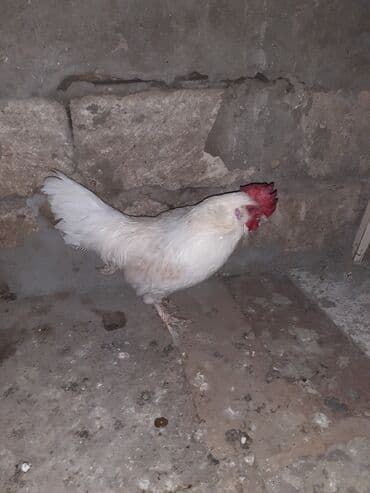 Ağ rəngli xoş görünüşlü xoruz unvan Bileceri yaponka xoruz - Rəng lalafo.az -da Ağ rəngli xoş görünüşlü xoruz unvan Bileceri yaponka xoruz - Rəng