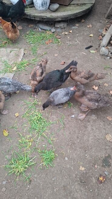 Məhsul: Mullar (muskus ördəkləri) – müxtəlif rənglərdə Təsvir: - Həyət lalafo.az -da Məhsul: Mullar (muskus ördəkləri) – müxtəlif rənglərdə Təsvir: - Həyət