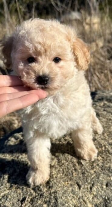 Pudel lalafo.az -da Pudel