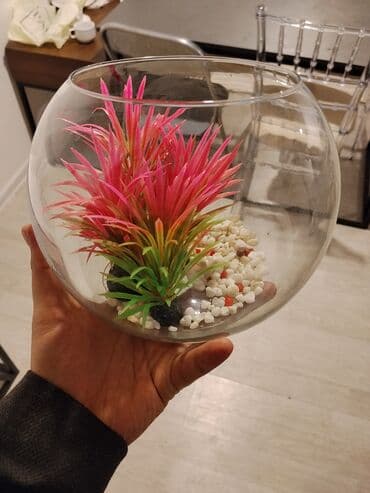 Bir vaza lalafo.az -da Bir vaza