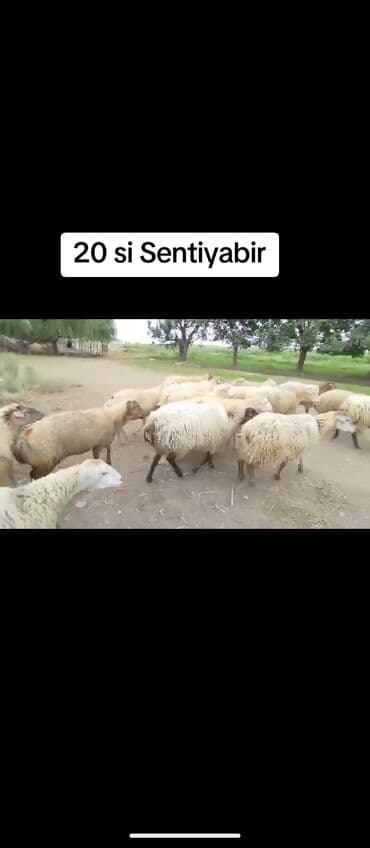 22 Sentyabr. 300 baş Boğaz Şişəklər Satılır Real alıcı yiqsinn lalafo.az -da 22 Sentyabr. 300 baş Boğaz Şişəklər Satılır Real alıcı yiqsinn