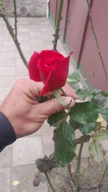 Bagbana ehtiyaci olanlar elaqe saxlasin. 10 il tecrube. 35 yasindayam lalafo.az -da Bagbana ehtiyaci olanlar elaqe saxlasin. 10 il tecrube. 35 yasindayam