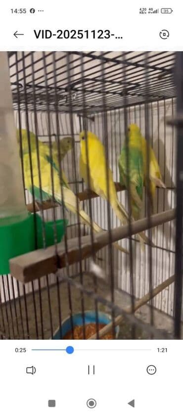 Hazır Cutlerdir hamısının altında bala ve yumurtaları var 9qusdur lalafo.az -da Hazır Cutlerdir hamısının altında bala ve yumurtaları var 9qusdur