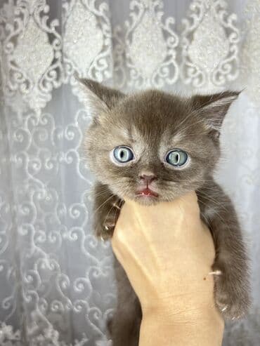 Britan, Dişi lalafo.az -da Britan, Dişi