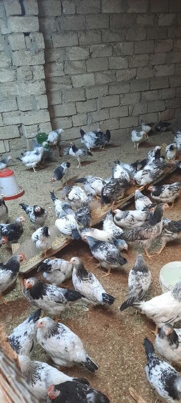 Məhsul: Yerli təsərrüfatdan ətlik–yumurtalıq toyuqlar (qrup halında) lalafo.az -da Məhsul: Yerli təsərrüfatdan ətlik–yumurtalıq toyuqlar (qrup halında)