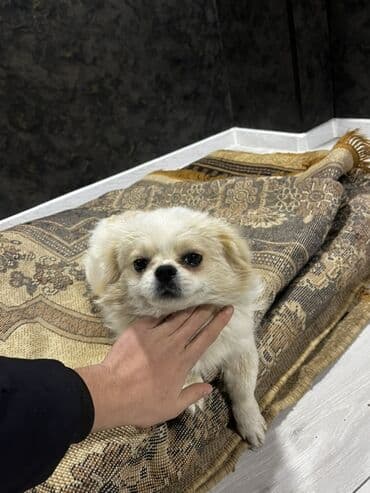 Pekines, 8 ay, Dişi, Peyvəndli, Ödənişli çatdırılma lalafo.az -da Pekines, 8 ay, Dişi, Peyvəndli, Ödənişli çatdırılma