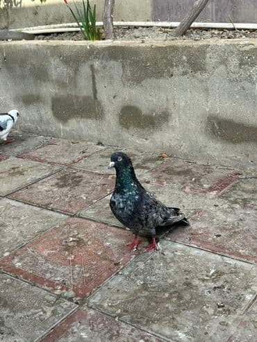 16 tuk ebres erkek saglam qizgin heyvandi unvan sabuncu lalafo.az -da 16 tuk ebres erkek saglam qizgin heyvandi unvan sabuncu