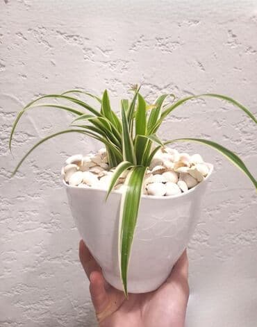 Biznes üçün program təminatı: Otaq Bitkisi
Çatdırılma Metro Sos 2azn lalafo.az -da — 1 Biznes üçün program təminatı: Otaq Bitkisi
Çatdırılma Metro Sos 2azn — 1