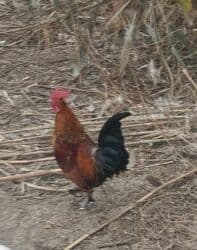 Yaponkalar.Hər biri 10 manat lalafo.az -da Yaponkalar.Hər biri 10 manat