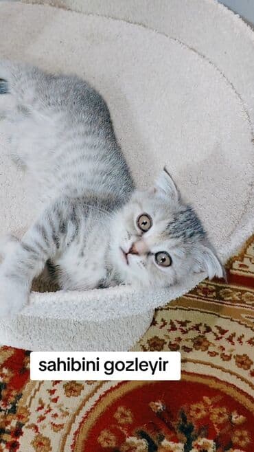 Britan yastı qulaq, Dişi, Yaxşı əllərə, Ünvandan götürmə, Ödənişli çatdırılma lalafo.az -da Britan yastı qulaq, Dişi, Yaxşı əllərə, Ünvandan götürmə, Ödənişli çatdırılma