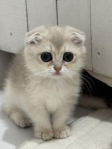 Şinşilla, Erkək, Yaxşı əllərə, Ünvandan götürmə lalafo.az -da Şinşilla, Erkək, Yaxşı əllərə, Ünvandan götürmə