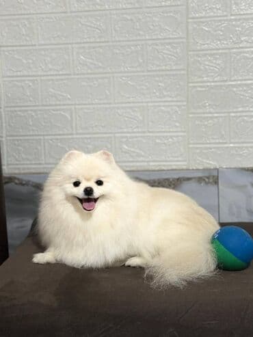 Şpitz, 2 il, Dişi, Sənədli, Ünvandan götürmə lalafo.az -da Şpitz, 2 il, Dişi, Sənədli, Ünvandan götürmə