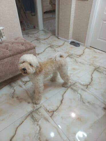 Pudel, 6 ay, Erkek, Peyvəndli, Ödənişli çatdırılma, Ünvandan götürmə lalafo.az -da Pudel, 6 ay, Erkek, Peyvəndli, Ödənişli çatdırılma, Ünvandan götürmə