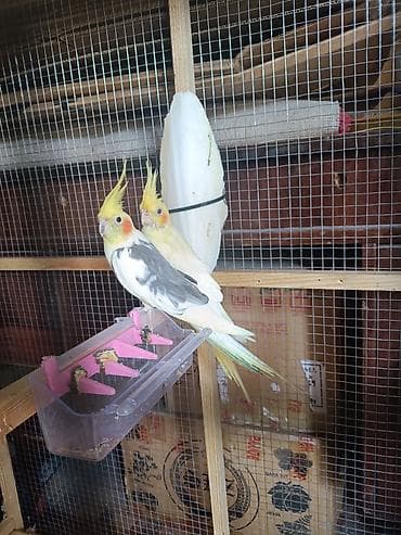 Salam bir cüt karella tutuquşu satılır iki dəfə bala verib sağlam lalafo.az -da Salam bir cüt karella tutuquşu satılır iki dəfə bala verib sağlam