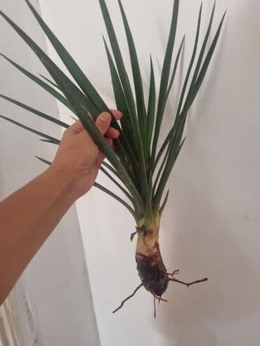 Palma agaci .qiymet ikisi üçün nezerde tutulub lalafo.az -da Palma agaci .qiymet ikisi üçün nezerde tutulub