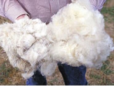 Сёдла: Qoyun yunu satılır.Çəkisi 900 kq.Çirklidir.Real alıcılar əlaqə at lalafo.az — 3 Сёдла: Qoyun yunu satılır.Çəkisi 900 kq.Çirklidir.Real alıcılar əlaqə — 3