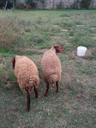 Quzu, Erkək, ay: 5, 25 kq, Ətlik, Ünvandan götürmə lalafo.az -da Quzu, Erkək, ay: 5, 25 kq, Ətlik, Ünvandan götürmə