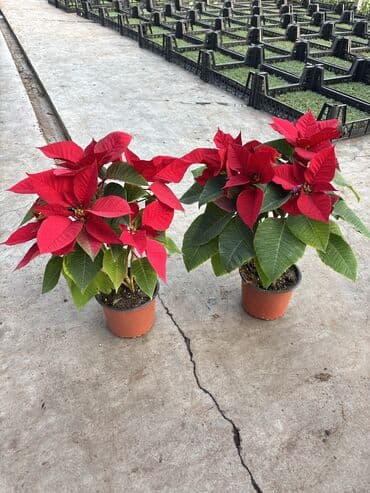 Bitki dərmanları: Atatürk gülləri qiymət çəhrayı ağlar kiçik ölçülər 12azn böyüklər lalafo.az -da — 3 Bitki dərmanları: Atatürk gülləri qiymət çəhrayı ağlar kiçik ölçülər 12azn böyüklər — 3