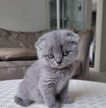 Şotland, Erkək lalafo.az -da Şotland, Erkək