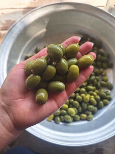 Məhsul: Evdə hazırlanmış duzlu yaşıl zeytun Təsvir: - Yerli bağdan lalafo.az -da Məhsul: Evdə hazırlanmış duzlu yaşıl zeytun Təsvir: - Yerli bağdan