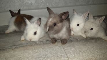 Xirda boy karlik balalari muxtelif renqlerde var barterde mumkun lalafo.az -da Xirda boy karlik balalari muxtelif renqlerde var barterde mumkun